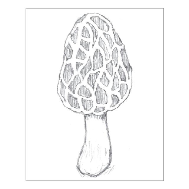 森のキノコスタンプ#2 (大) アミガサタケ