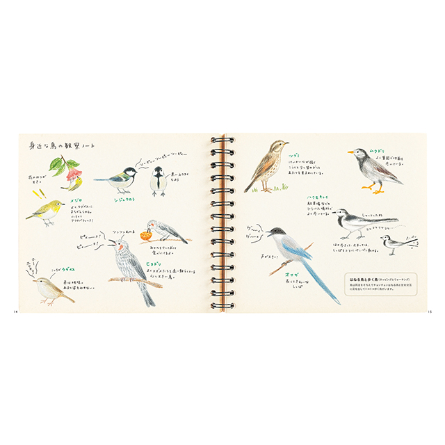 色えんぴつでかわいい鳥たち モノづくりを楽しむサイト Cotora Monora コトラモノラ
