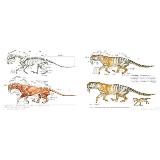 幻獣デザインのための動物解剖学 画材 文具雑貨の通販 Toolswebshop Cotoramonora