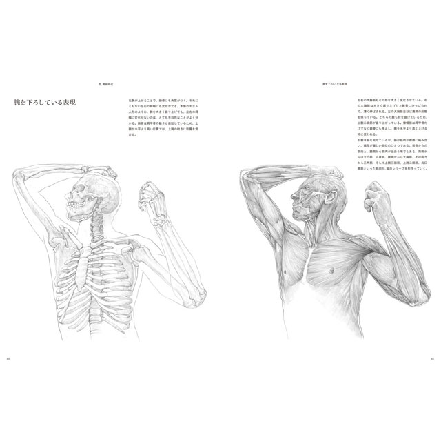 うつくしい美術解剖図 画材 文具雑貨の通販 Toolswebshop Cotoramonora