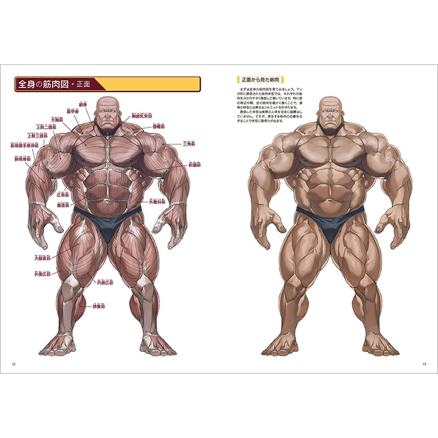 強い筋肉の描き方 画材 文具雑貨の通販 Toolswebshop Cotoramonora 強い筋肉の描き方 画材 文具雑貨の通販 Toolswebshop Cotoramonora