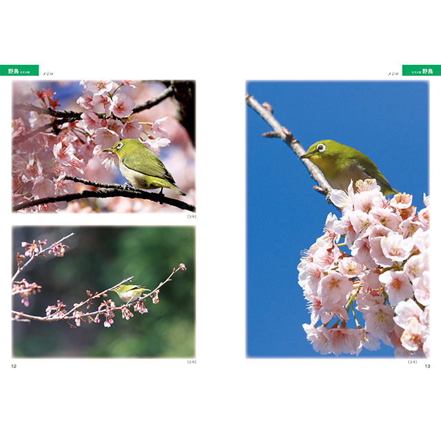 絵を描くための鳥の写真集 画材 文具雑貨の通販 Toolswebshop Cotoramonora 絵を描くための鳥の写真集 画材 文具雑貨の通販 Toolswebshop Cotoramonora